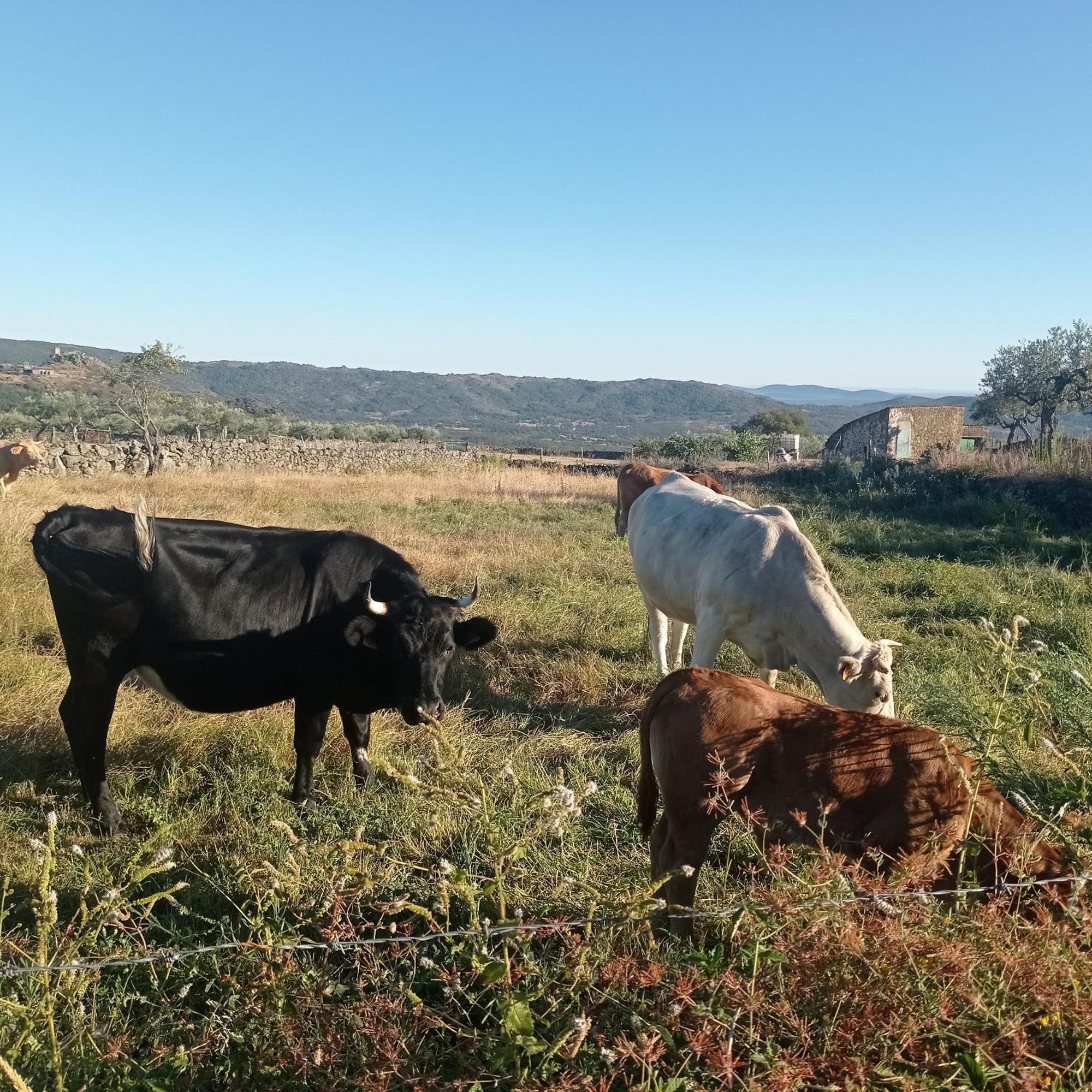 Casa Rural Vinas Perdidas Bejar Bagian luar foto